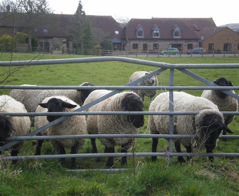 Ram sheep holiday with us too in the summer months